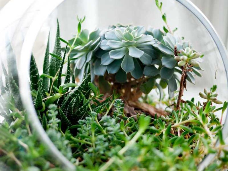 Adidas Sneakers, Size L